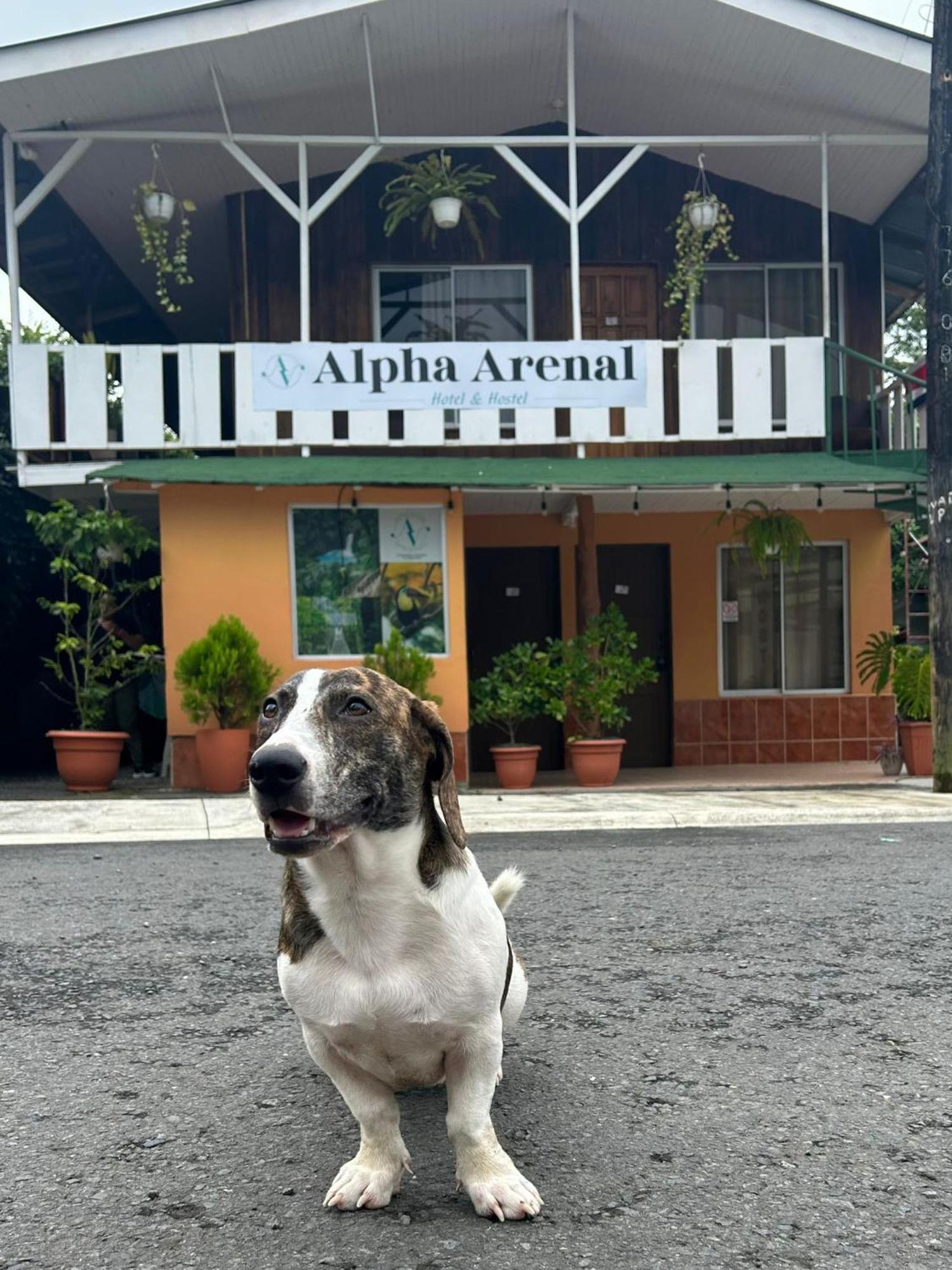 Hostel Alpha Arenal La Fortuna Zewnętrze zdjęcie